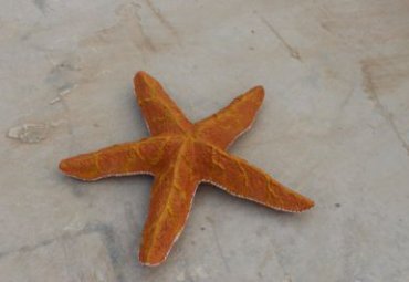 园林玻璃钢海星动物雕塑