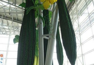 公园玻璃钢蔬菜雕塑