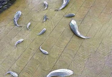 学校不锈钢鱼雕塑